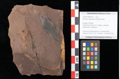 Foto (Objekt + Etikett) von Quercus palaeoilex Ettingshausen (NHMW-GEO-2024-0188-0875)